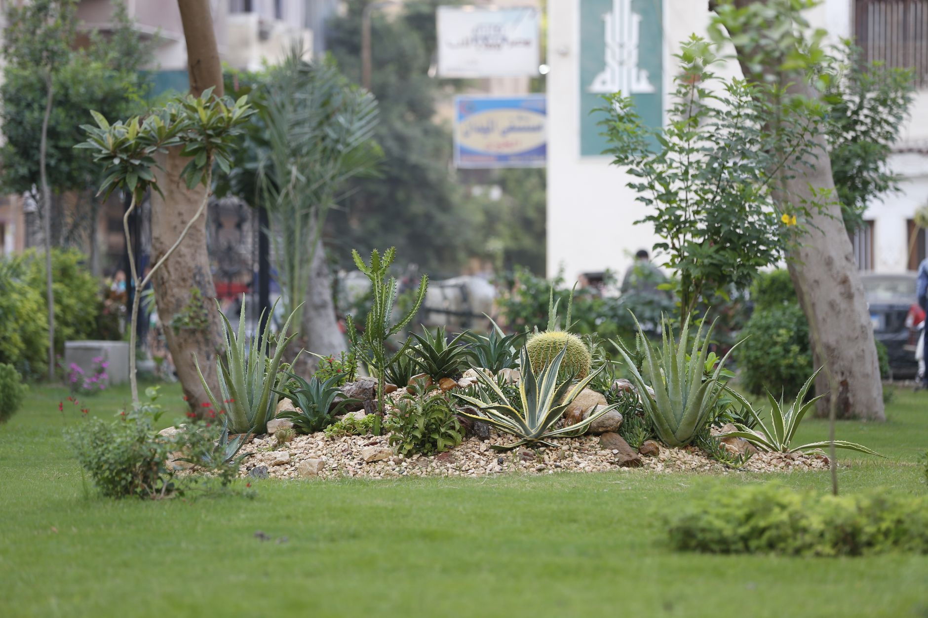 Cairo's Parks Offer Free Outdoor Fitness Options for Mental Health